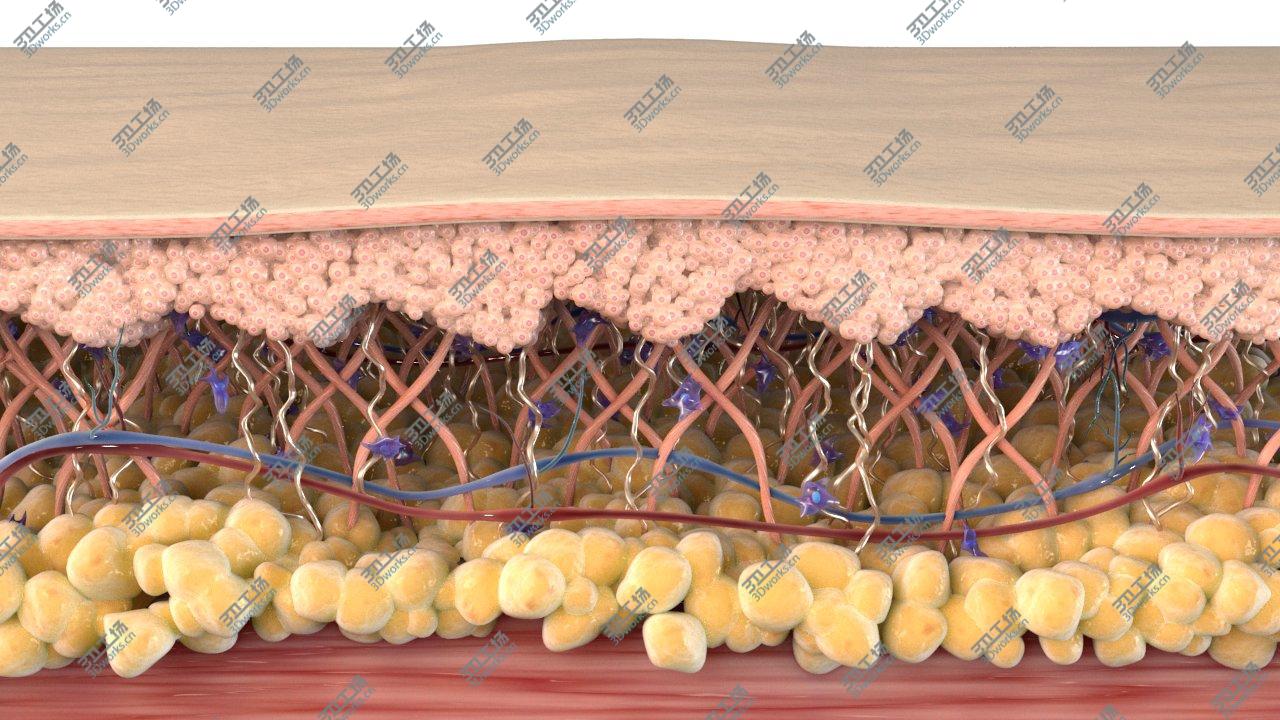 images/goods_img/20210313/Skin Cross Section Healthy 3D model/4.jpg